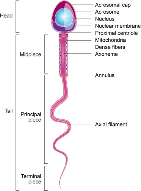 sperm foto|morphology of human sperm.